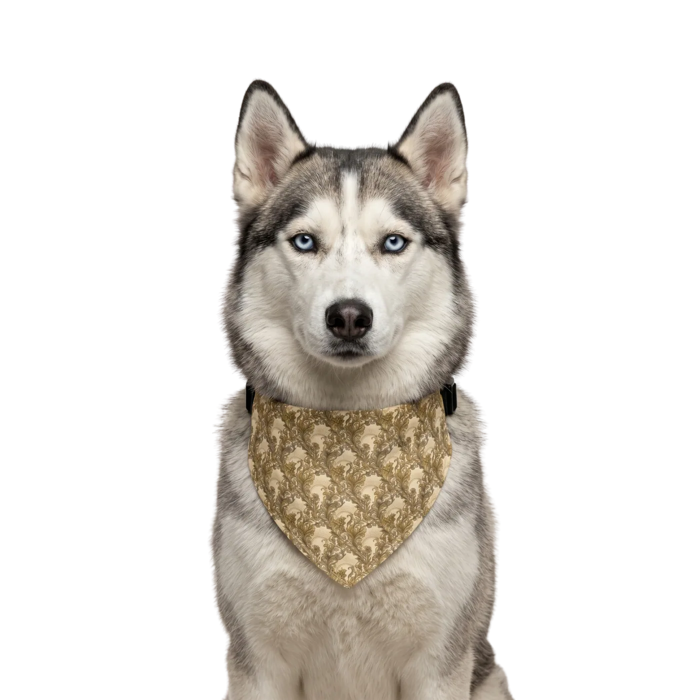 The Siberian Husky wearing the Gold Scroll bandana